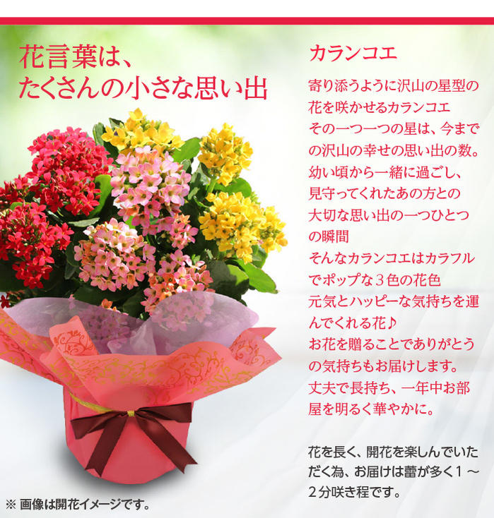 すべての美しい花の画像 ラブリー敬老の日 花 種類