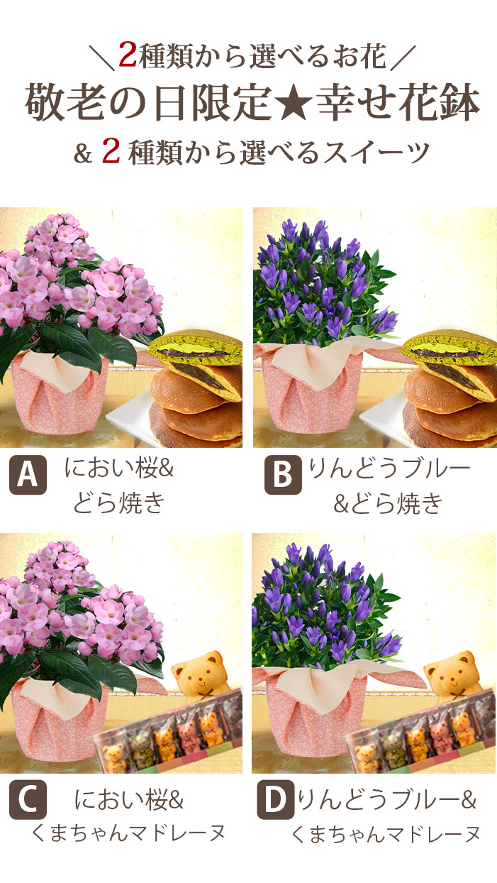 楽天市場 遅れてごめんね 敬老の日 花 ギフト 鉢花 スイーツセット におい桜 りんどう ブルー選べるスイーツ 即納 地域限定 送料無料 Luculia ニオイザクラ 鉢植え お菓子 スイーツ プレゼント 祖母 熨斗 ギフトカード無料 2021kr リンドウ 花 鉢 ハッピーガーデン