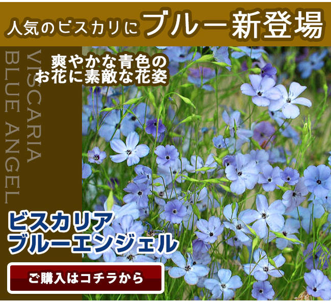 楽天市場 花苗 春 ビスカリア ブルーエンジェル 1鉢3 5号 お届け2月下旬 春苗先行予約 Viscaria Blue Angel イングリッシュガーデン ボーダー花壇 青花 寄せ植え 鉢植え 0430 ハッピーガーデン