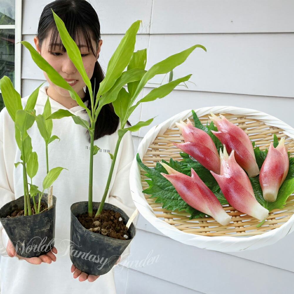 【マーメイド】みょうが☆茗荷☆４００g☆長崎県産 MICHI様専用】みょうが☆茗荷☆400g☆長崎県産 - メルカリ