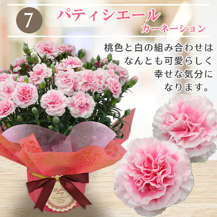 楽天市場 鉢花ギフト カーネーション 鉢植え 母の日ギフト 選べる10種 5号 お届け中 ラッピング カード付き 特典付き 花鉢 鉢花 お花 同梱不可 プレゼント 花 ギフト 21 花鉢 鉢花 お花 母の日ギフト 同梱不可 ハッピーガーデン