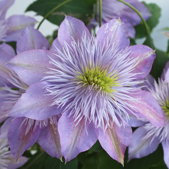 楽天市場 花苗 八重咲き クレマチス フェアリーブルー 4号 1鉢 お届け中 Clematis 花苗 宿根草 春苗 大株 白花 つる性 クライミング ガーデン苗 ガーデニング イングリッシュガーデン つる植物 Clematis Fairyblue ハッピーガーデン