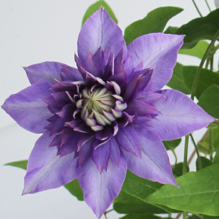 楽天市場 花苗 八重咲き クレマチス シオンエレガンス 行灯仕立て2年大株 4号 1鉢 Clematis 花苗 宿根草 春苗 大株 青花 つる性 クライミング ガーデン苗 ガーデニング イングリッシュガーデン つる植物 Clematis Sion Elegance ハッピーガーデン