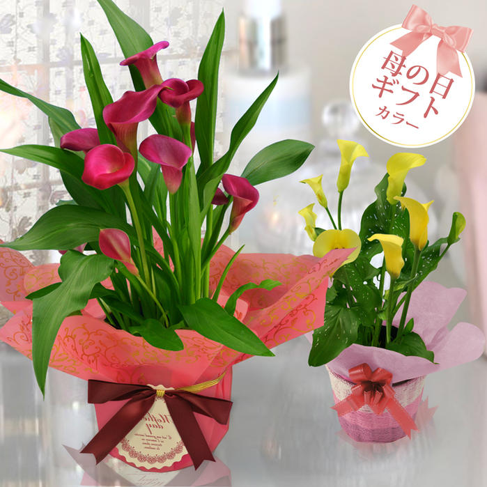 【楽天市場】母の日ギフト 鉢花 カラー 5号 籠付きラッピング ...