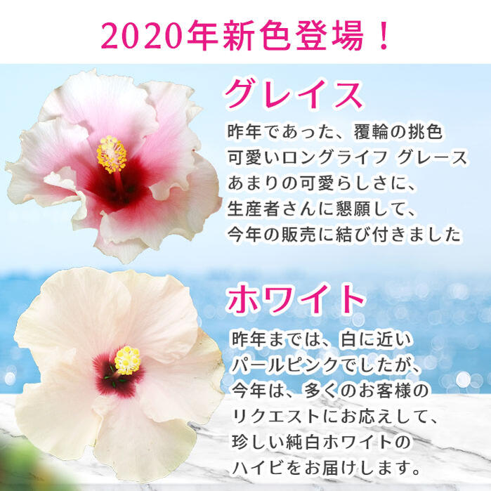 楽天市場 父の日ギフト 鉢花 珍しい ハイビスカス ロングライフ 選べる6種 1鉢 2色植え 5号 父の日のお届け 送料無料 鉢植え 花鉢 プレゼント フラワーギフト お花 贈り物 ハッピーガーデン