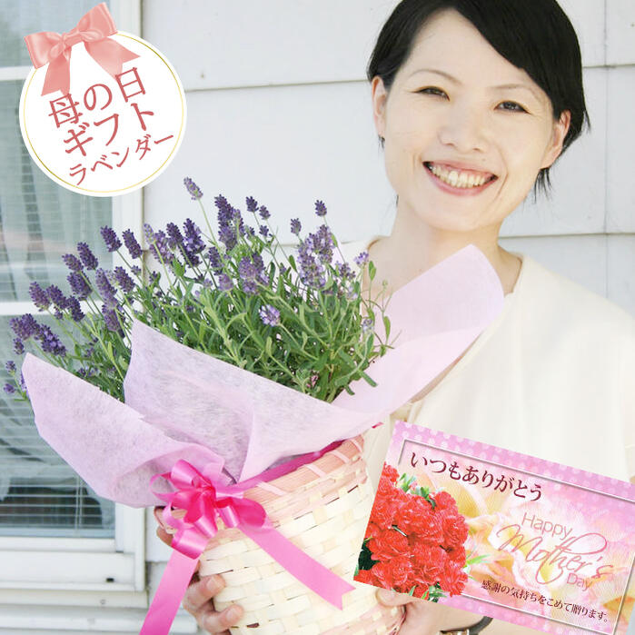 楽天市場 母の日 早割 プレゼント 花 ギフト 珍しい ラベンダー アロマティコ 鉢植え 5号 先行予約 母の日期間5月5 9日お届け 送料無料 Lavender 送料無料 母の日ギフト 鉢花 花鉢 母の日のプレゼント 21md ハッピーガーデン