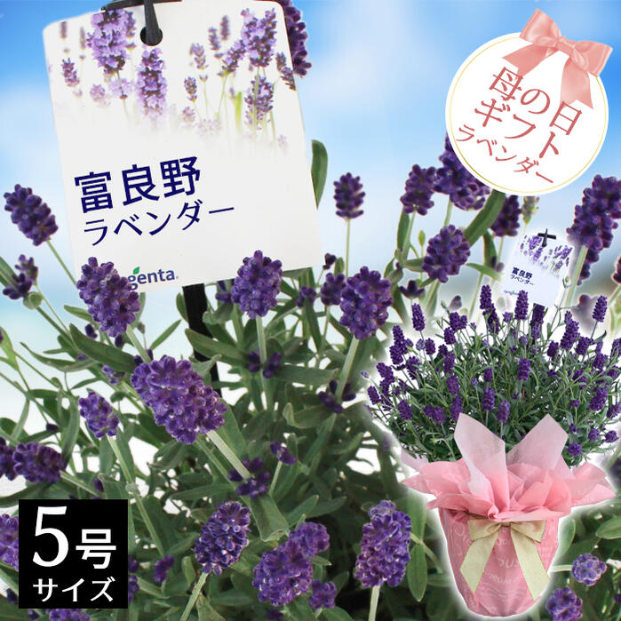 楽天市場 母の日早割 ギフト 花 プレゼント イングリッシュラベンダー 富良野 ラベンダー 5号 鉢植え 先行予約 母の日期間5月5 9日お届け 送料無料 Lavender 母の日ギフト 鉢花 花鉢 母の日プレゼント アロマ ハーブ 癒し お母さん 地域限定 送料無料 同梱不可
