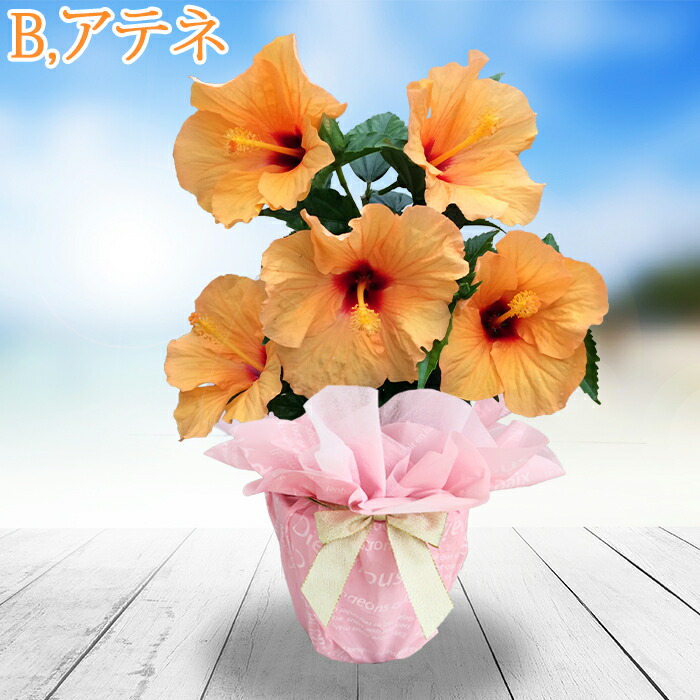 ハイビスカス様のお部屋 ハイビスカス様のお部屋 ハイビスカス様のお部屋 ハイビスカス