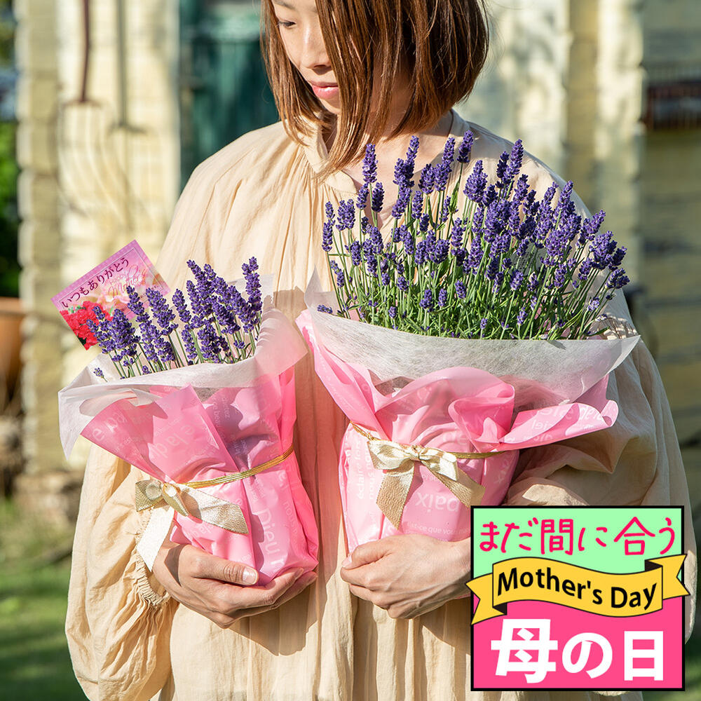 楽天市場】母の日 まだ間に合う お花 ギフト 花 プレゼント 大輪 楽天市場】母の日 まだ間に合う お花 ギフト 花 プレゼント 大輪