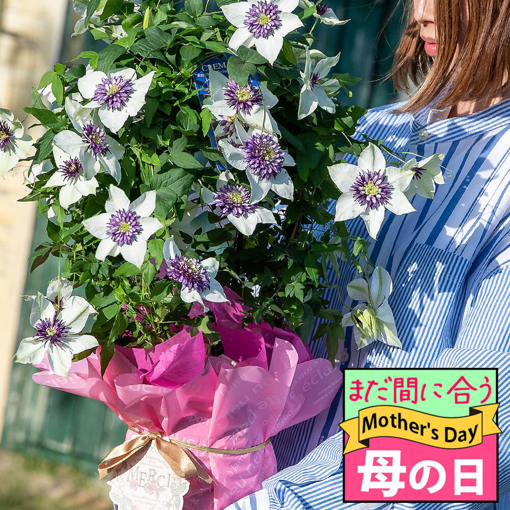 楽天市場】まだ間に合う 母の日 ギフト 花 プレゼント 大輪 薔薇 楽天市場】まだ間に合う 母の日 ギフト 花 プレゼント 大輪 薔薇