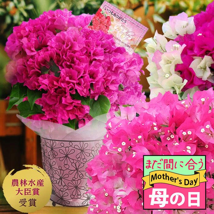 楽天市場】母の日 まだ間に合う お花 ギフト 花 プレゼント 大輪 楽天市場】母の日 まだ間に合う お花 ギフト 花 プレゼント 大輪