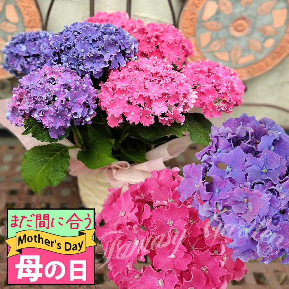 楽天市場】母の日 まだ間に合う お花 ギフト 花 プレゼント 大輪 楽天市場】母の日 まだ間に合う お花 ギフト 花 プレゼント 大輪