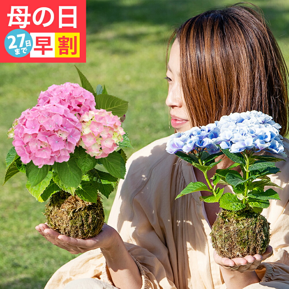 楽天市場】鉢花 ギフト チューリップ寄せ鉢 品種おまかせ Mix