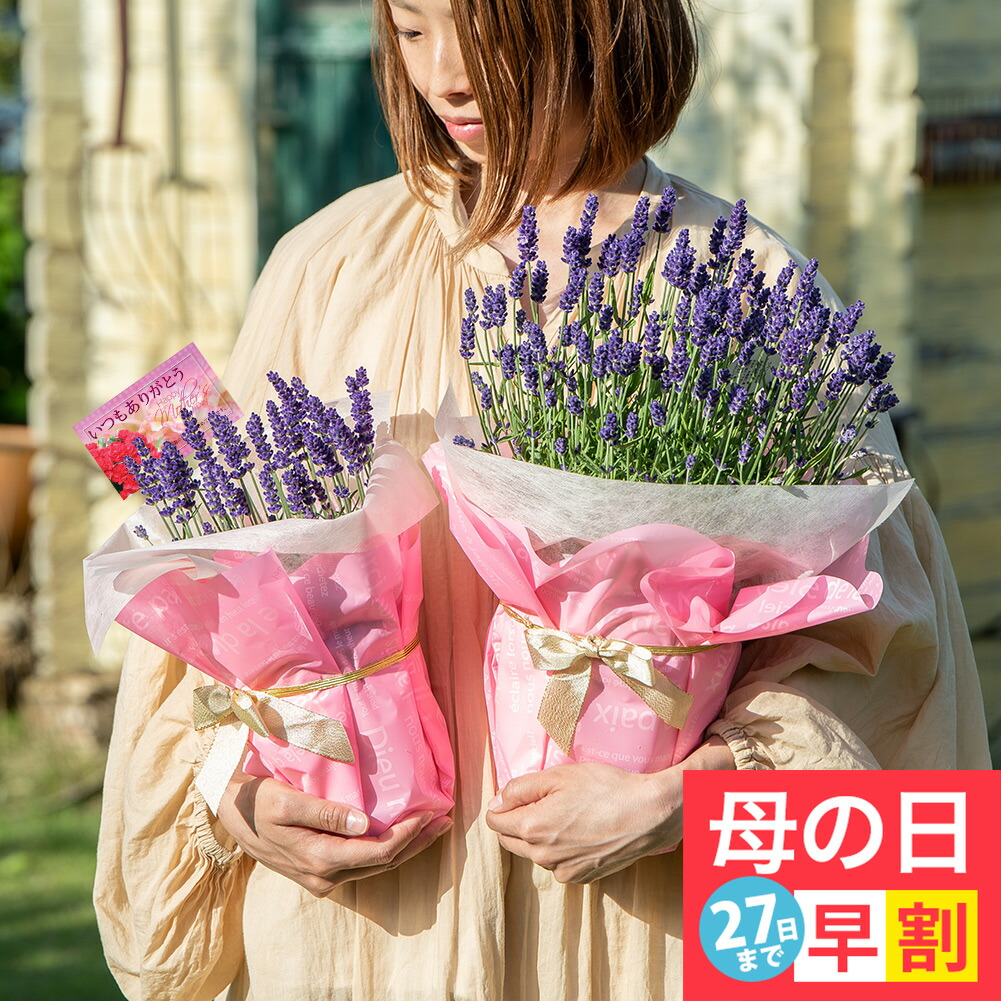 楽天市場】母の日 花 つる 大輪 薔薇 ツルバラ 選べる4種 1鉢 8 楽天市場】母の日 花 つる 大輪 薔薇 ツルバラ 選べる4種 1鉢 8