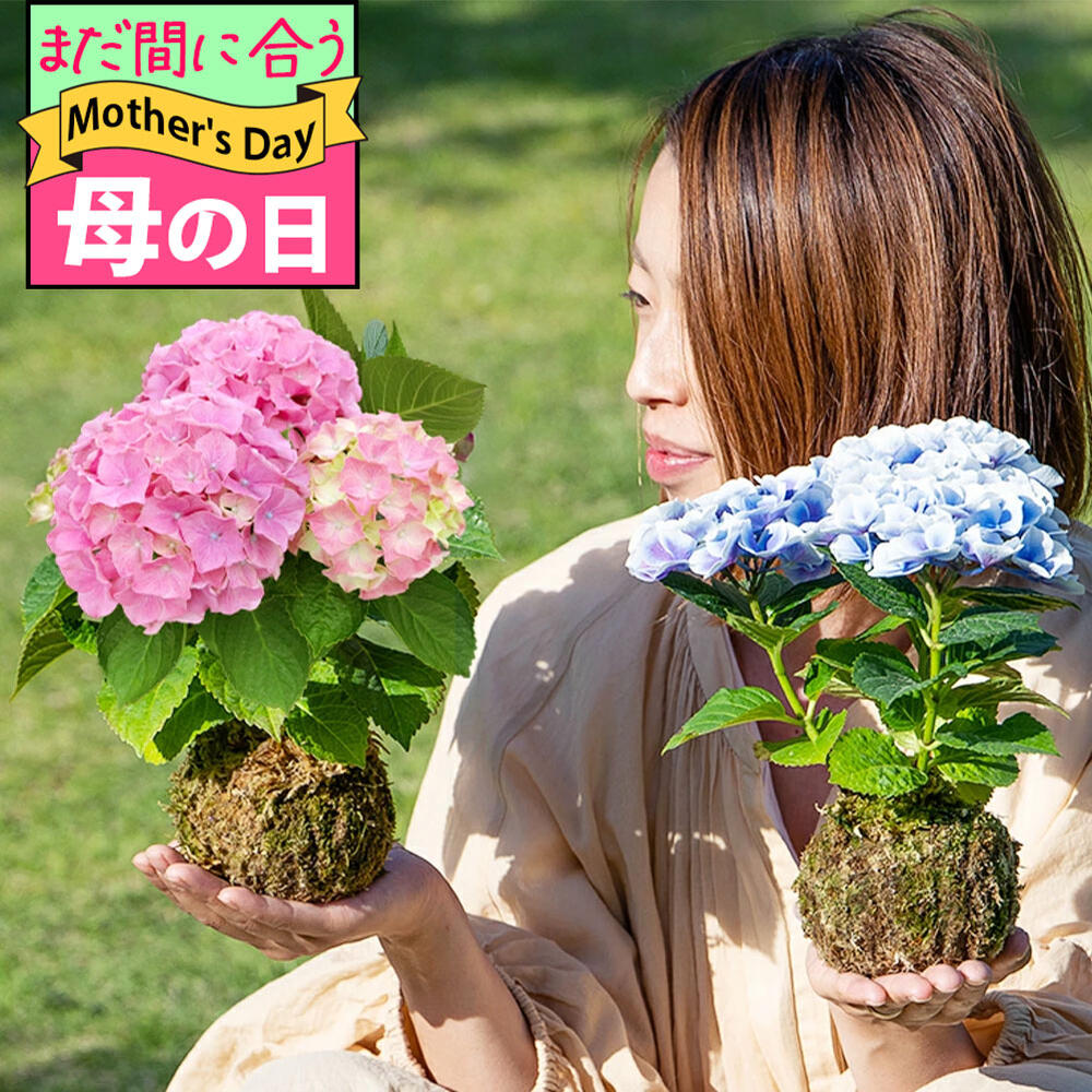 楽天市場】母の日 鉢花 プレゼント 花 紫陽花 ひな祭り 5号鉢 楽天市場】母の日 鉢花 プレゼント 花 紫陽花 ひな祭り 5号鉢