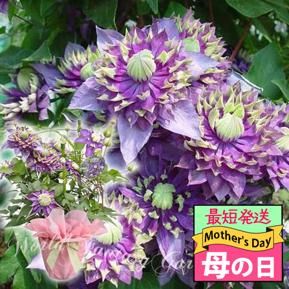 楽天市場】最短発送 遅れてごめんね 母の日 お花 鉢花