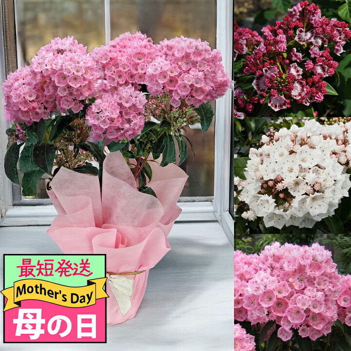 楽天市場】鉢花 ギフト 花 プレゼント 特選Aクラス