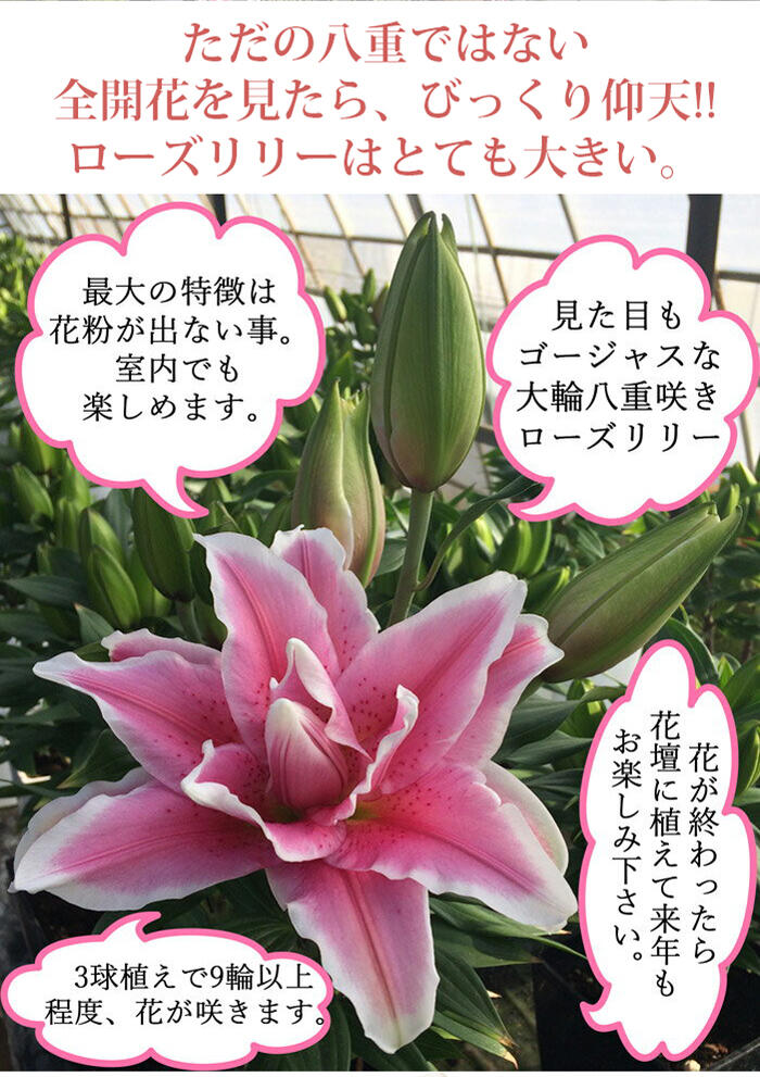 楽天市場 母の日 花 鉢 鉢植え 珍しい 大輪八重咲き ローズリリー サマンサ 6号 鉢花 先行予約 母の日期間5月5 9日お届け 送料無料 八重咲きオリエンタルリリー ユリ 蕾お届け 母の日 ギフト プレゼント お花 花鉢 同梱不可 21md ハッピーガーデン