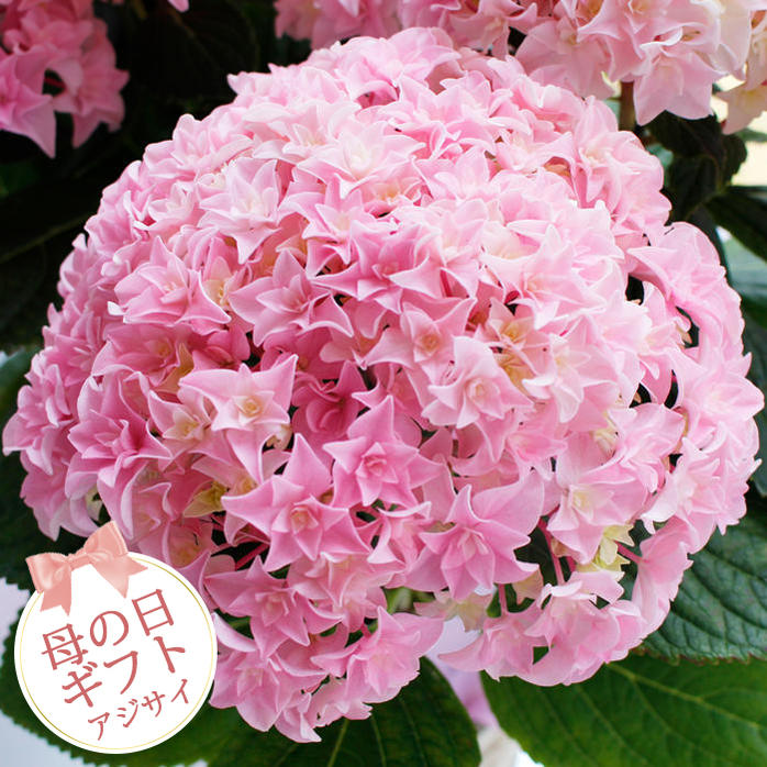 楽天市場 母の日ギフト 鉢花 あじさい 珍しい 紫陽花 ユーミーパーフェクション 5号 籠付きラッピング 花鉢 お届け 母の日に期間 限定地域 送料無料 母の日 ギフト 花 あじさい 鉢植え母の日プレゼント アジサイ 母の日ギフト 母の日の贈答 同梱不可 ハッピーガーデン