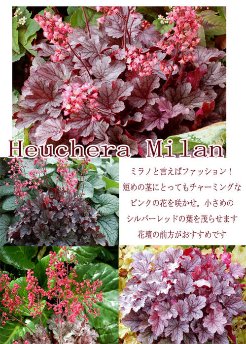 楽天市場 花苗 ヒューケラミラノ 2 5号 1鉢 お届け中 小型葉 シルバー系 Heuchera Milanカラーリーフ シェードガーデン 常緑多年草 花苗 ガーデニング 花 苗 花苗 花壇 鉢植え 寄せ植え ハッピーガーデン