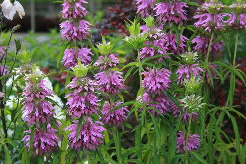 楽天市場 花苗 モナルダ ベルガモ 青紫花 1鉢 3 5号 お届け中 Monarda 宿根草 春苗 青花 草丈中高 イングリッシュガーデン 苗 鉢植え 庭植え ガーデニング 花壇 多年草 ハッピーガーデン