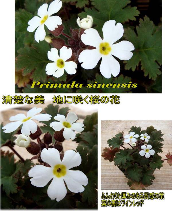 楽天市場 花苗 秋 プリムラ シネンシス 1鉢3 5号 お届け11月上旬 秋苗先行予約 Primula Sinensis 花苗 多年草 苗 秋 白花 銅葉 鉢植え 庭植え ガーデニング 花壇 Fman11 ハッピーガーデン