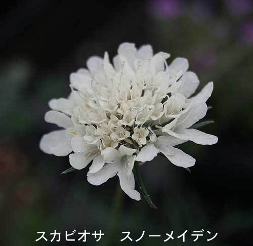楽天市場 花苗 秋 スカビオサ 4種より選択 1鉢 3 3 5号 お届け10月上旬 秋苗先行予約 花苗 宿根草 苗 耐寒性 赤花 白花 青花 Scabiosa Atropurpure Ace Of Spade エースオブスペード オックスフォードブルー スノーメイデン ルージュカーマイン 21aki ハッピー