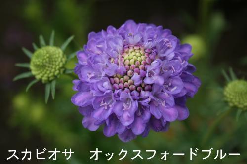 楽天市場 花苗 秋 スカビオサ 4種より選択 1鉢 3 3 5号 お届け10月上旬 秋苗先行予約 花苗 宿根草 苗 耐寒性 赤花 白花 青花 Scabiosa Atropurpure Ace Of Spade エースオブスペード オックスフォードブルー スノーメイデン ルージュカーマイン 21aki ハッピー