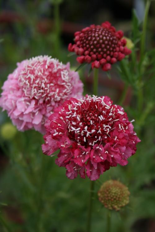 楽天市場 スカビオサ サーモンピンクン1鉢 Scabiosa Pink ハッピーガーデン