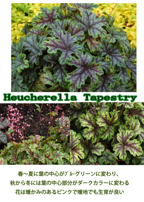 ヒューケレラ タペストリー Tapestry常緑多年草 Heucherella 花苗 グリーン系 シェイドガーデン 3号中型葉