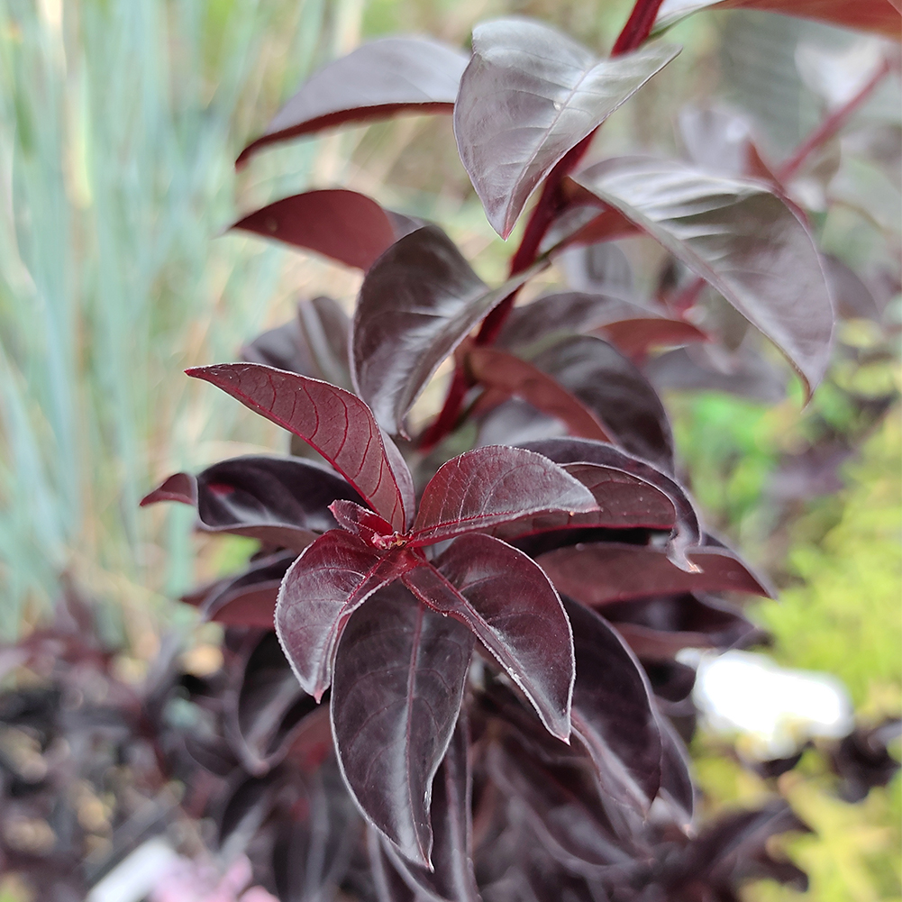 珍しい 花木 夏 黒葉サルスベリ 7種から選べる 6号1鉢さるすべり 百日紅 ブラックパール ブラックリーフダイヤモンド Lagerstroemia Ebony Glow Embers Blackleafdiamond 黒葉 カラーリーフ 庭木 シンボルツリー 鉢植え 庭植え 本物新品保証