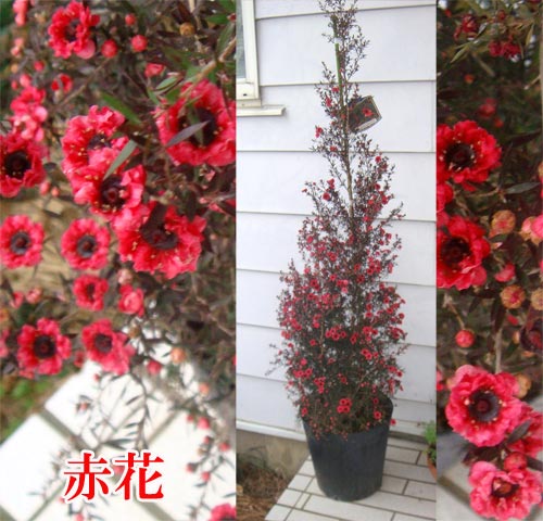 楽天市場 ギョリュウバイ 8号鉢 ハッピーガーデン