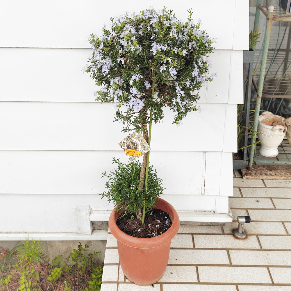 楽天市場 花木 ローズマリー トピアリー仕立て 7号鉢 お届け中 Rosmarinus Officinalis オーナメントツリー クリスマスツリー 鉢植え 盆栽 記念樹 花壇 生垣 玄関 ハッピーガーデン