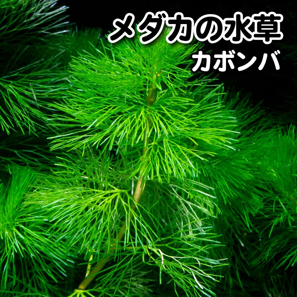 カボンバ【貨物輸送無料】メダカの水草 めだか 目高 毛の荒物 金魚藻 マツモ 産卵床 産卵 水質斎戒もく浴