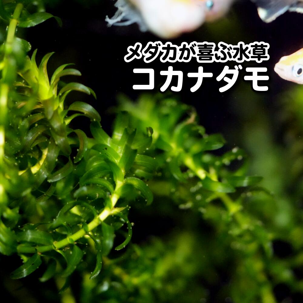 楽天市場】国産 アナカリス 水草 メダカ 1本 無農薬アナカリス メダカ