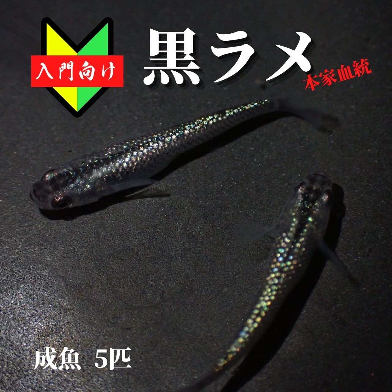 メダカ 選別漏れ初心者 めだか 生体 観賞魚 ゾウリムシ ミジンコ Psb と同梱包可能 生クロレラ 同梱不可 Ginger掲載商品 メダカ 選別漏れ初心者 めだか 生体 観賞魚 ゾウリムシ ミジンコ Psb と同梱包可能 生クロレラ 同梱不可 Ginger掲載商品