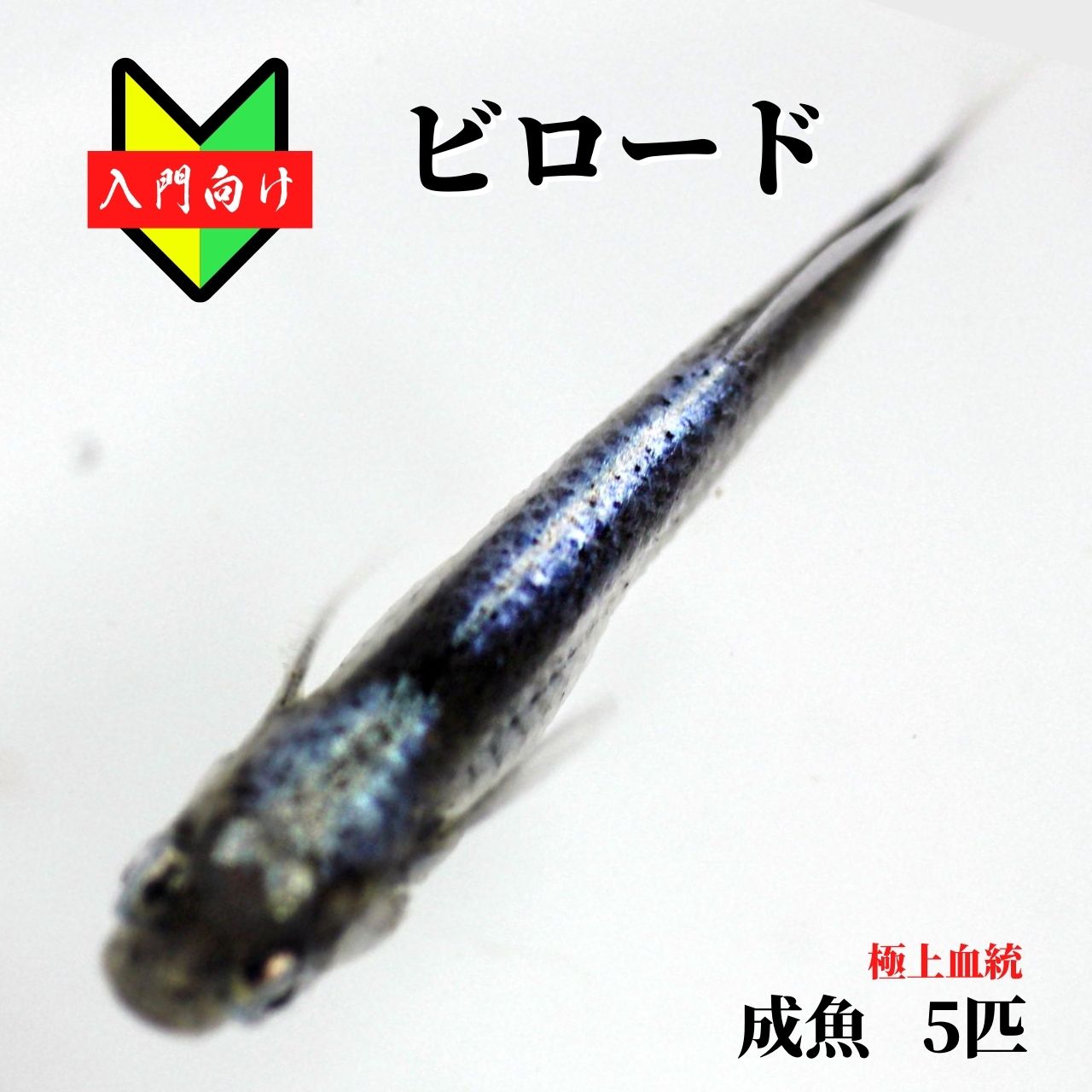 メダカ 選別漏れ初心者 めだか 生体 観賞魚 ゾウリムシ ミジンコ Psb と同梱包可能 生クロレラ 同梱不可 いいスタイル メダカ 選別漏れ初心者 めだか 生体 観賞魚 ゾウリムシ ミジンコ Psb と同梱包可能 生クロレラ 同梱不可 いいスタイル