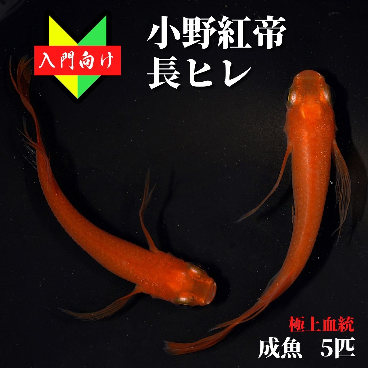 メダカ 選別漏れこうてい 初心者 めだか 生体 観賞魚 ゾウリムシ ミジンコ Psb と同梱包可能 生クロレラ 同梱不可 誕生日 お祝い メダカ 選別漏れこうてい 初心者 めだか 生体 観賞魚 ゾウリムシ ミジンコ Psb と同梱包可能 生クロレラ 同梱不可 誕生日 お祝い