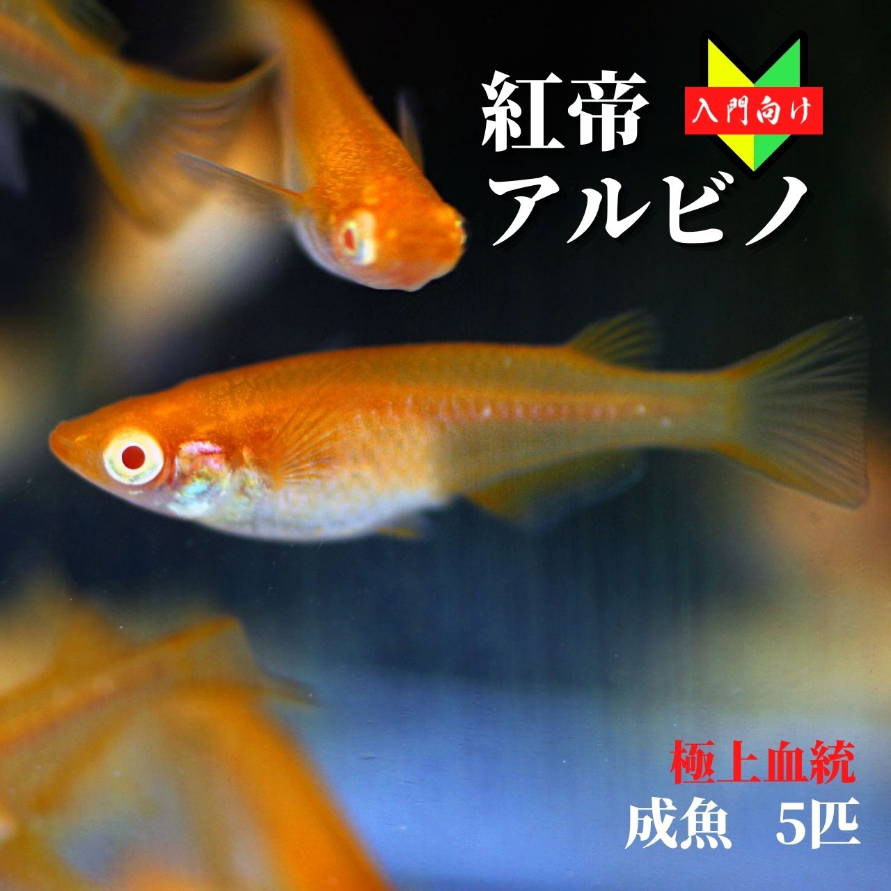 メダカ 選別漏れこうてい 初心者 めだか 生体 観賞魚 ゾウリムシ ミジンコ Psb と同梱包可能 生クロレラ 同梱不可 新品同様