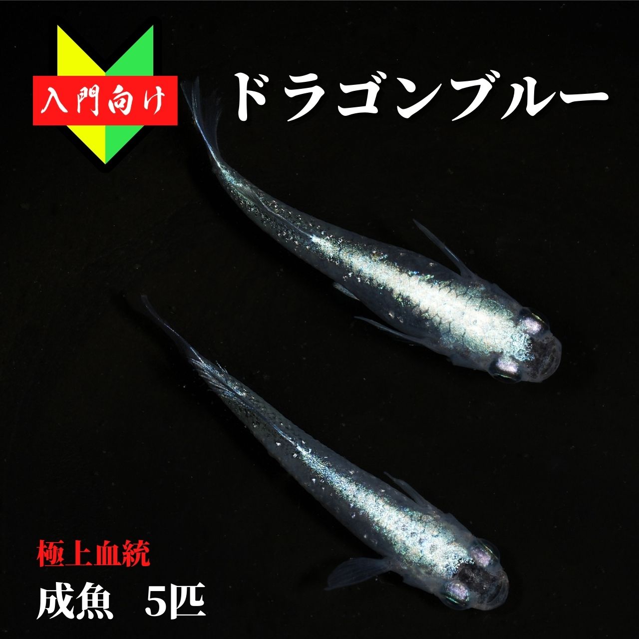 楽天市場】メダカ 入門 上州めだか【王華リアルロングフィン 成魚5匹】初心者 めだか 生体 観賞魚 ゾウリムシ ミジンコ PSB と同梱包可能  生クロレラ 同梱不可 : world green aquarium