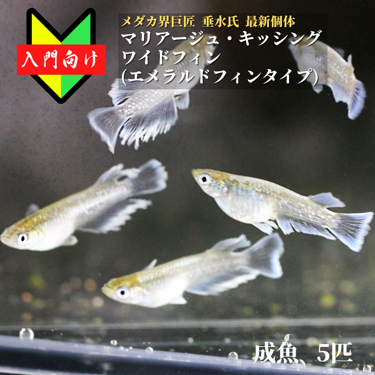 【楽天市場】【成魚1ペア】メダカ エメキン【めだか】マリアージュキッシングワイドフィンエメラルドフィンタイプ 生体 目高 ゾウリムシ ミジンコ PSB  と同梱可能 生クロレラ同梱不可 : world green aquarium