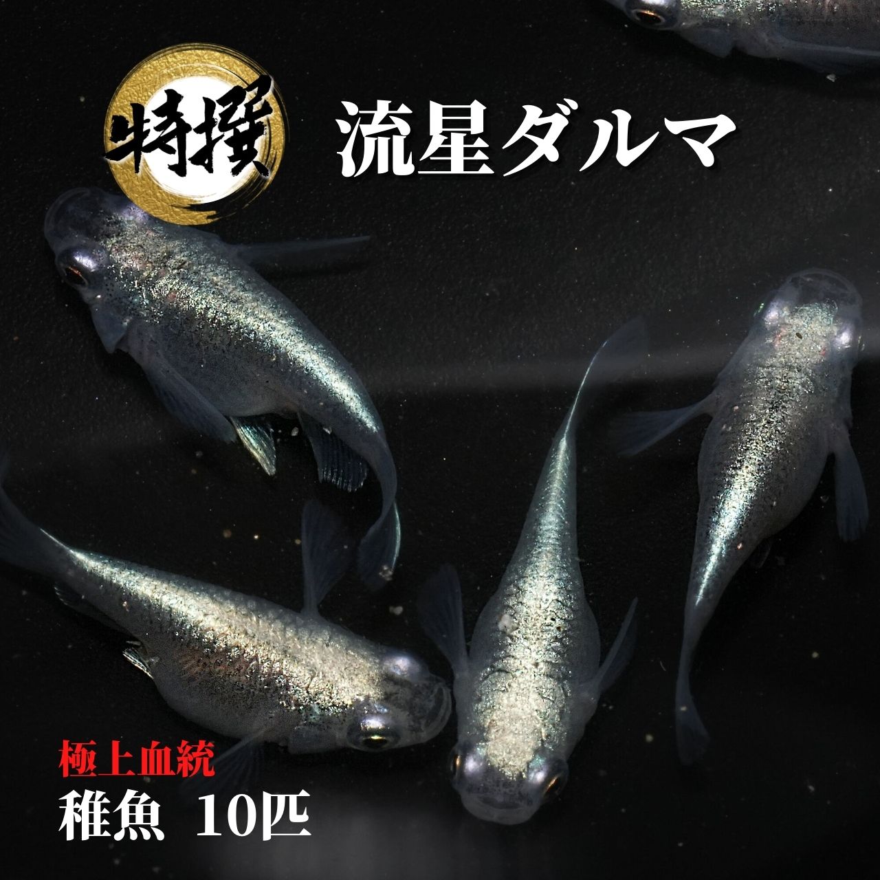 楽天市場】メダカ【竜章鳳姿 稚魚10匹】ゾウリムシ ミジンコ PSB と同梱可能 生クロレラ同梱不可 : world green aquarium