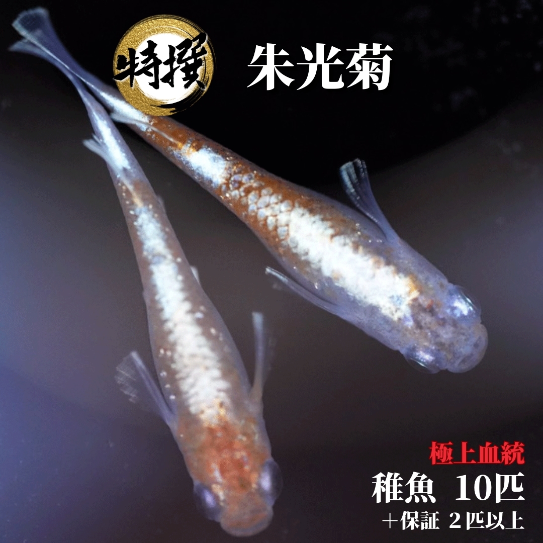 【楽天市場】【入門用成魚5匹】メダカ 朱光菊【めだか】初心者 しゅこうぎく ゾウリムシ ミジンコ PSB と同梱可能 生クロレラ同梱不可 :  world green aquarium