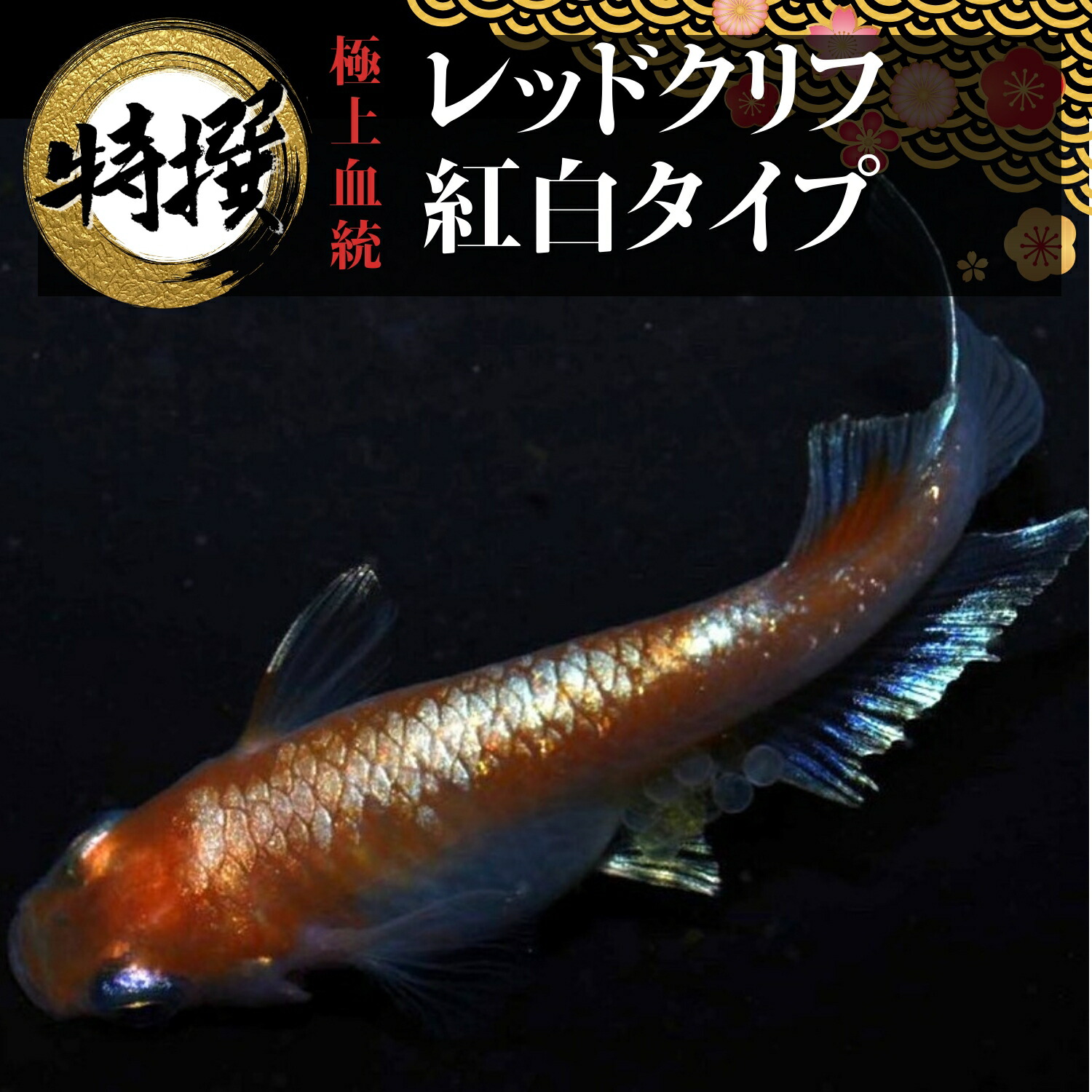 【楽天市場】メダカ 卵【レッドクリフ紅白 有精卵】めだか れっどくりふ 生体 こうはく ゾウリムシ ミジンコ PSB と同梱可能 生クロレラ同梱不可  : world green aquarium