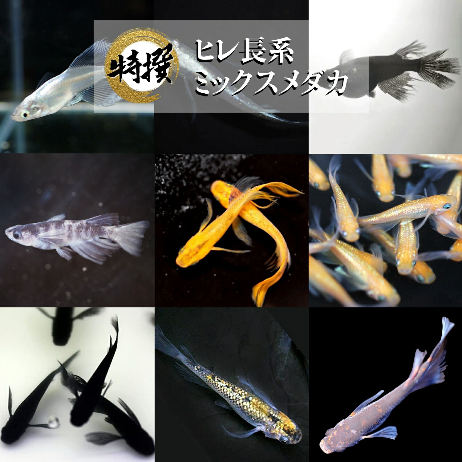 楽天市場】メダカ 入門 上州めだか【王華リアルロングフィン 成魚5匹】初心者 めだか 生体 観賞魚 ゾウリムシ ミジンコ PSB と同梱包可能  生クロレラ 同梱不可 : world green aquarium