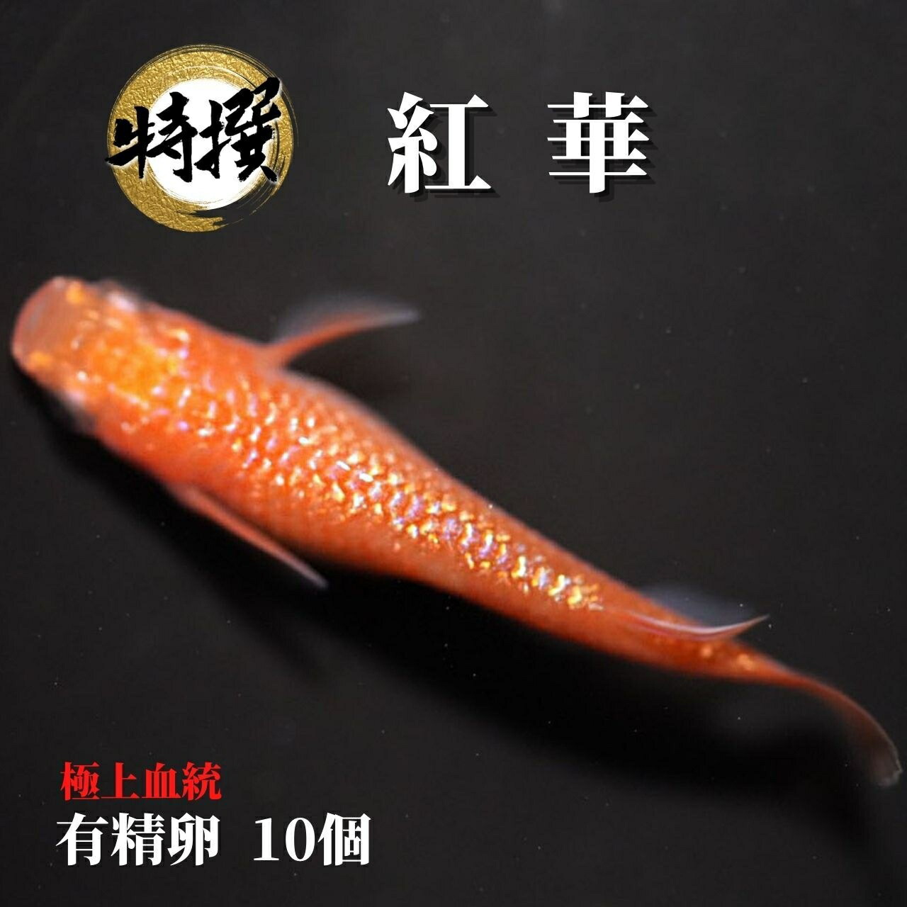 楽天市場】メダカ 卵【小野紅帝 有精卵 10個】紅帝 こうてい 楊貴妃 観賞魚 めだか たまご ゾウリムシ ミジンコ PSB と同梱可能  生クロレラ同梱不可 : world green aquarium