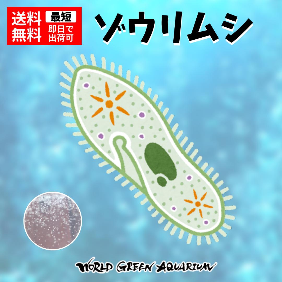 楽天市場】11/10 21時～11/26迄限定2,980円クーポン【送料無料】メダカ