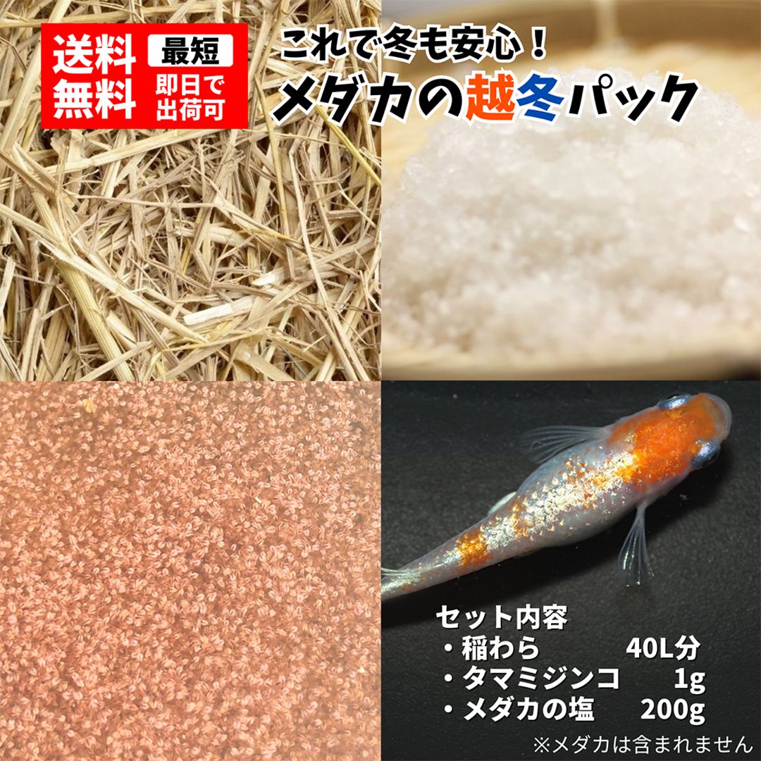 楽天市場】【1匹価格】めだか ヒメダカ【1000匹まで同梱包可能】目高 生体 餌用 エサ用 エサメダカ ビオトープやメダカ掬い  アロワナなどの肉食魚の餌にもオススメ : world green aquarium