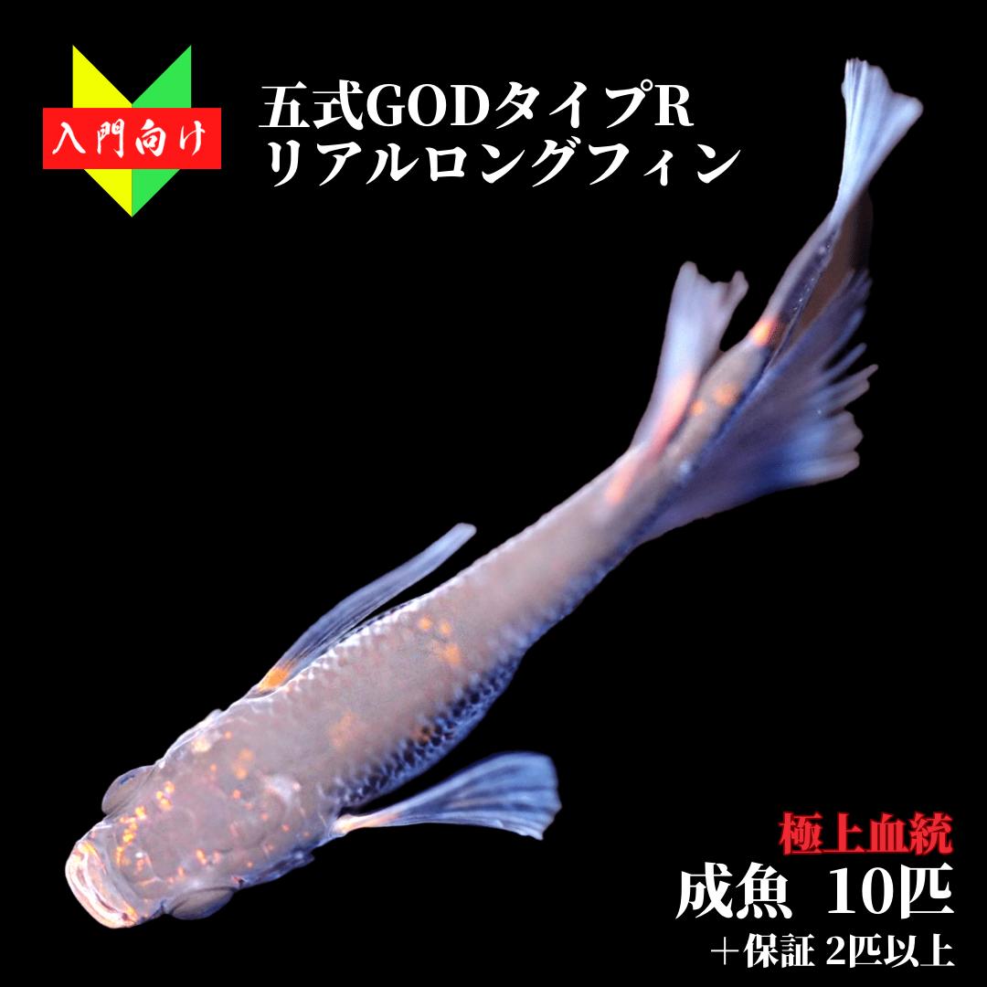 楽天市場】【稚魚10匹】メダカ 五式GODタイプRリアルロングフィン【送料無料】めだか 生体 目高 ヒレ長 観賞魚 ゾウリムシ ミジンコ PSB と 同梱可能 生クロレラ同梱不可 : world green aquarium