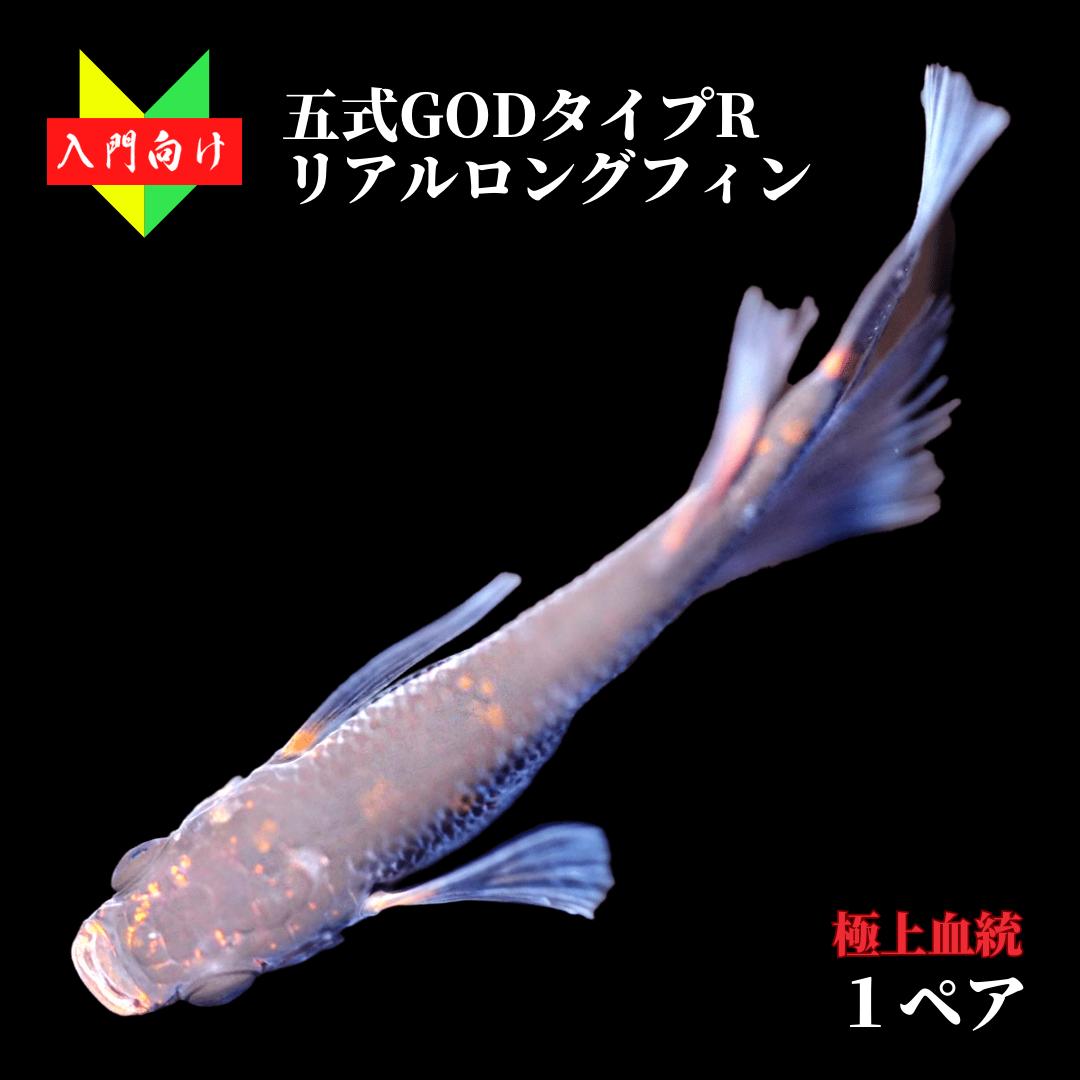 楽天市場】メダカ【王華リアルロングフィン 稚魚10匹】めだか 生体 上州めだか ゾウリムシ ミジンコ PSB と同梱可能 生クロレラ同梱不可 :  world green aquarium